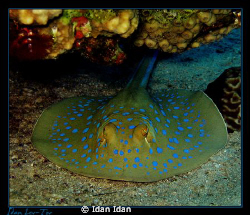 Canon A520 no strobe, shallow water, gulf of Eilat by Idan Idan 